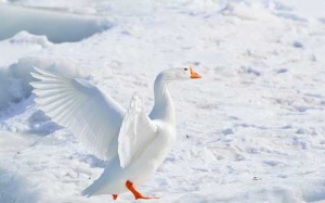 Die digitale Fototechnik unterstützt den Fotografen beim Gelingen seines fotografischen Werkes - z.B. beim Fotografieren im Schnee