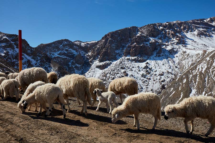 Schafherde in den Bergen (de.depositphotos.com)