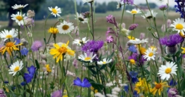 Blumenwiese (de.depositphotos.com)