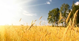 Getreidefeld in der MIttagssonne (de.depositphotos.com)