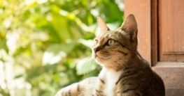 Katzenfotografie (de.depositphotos.com)