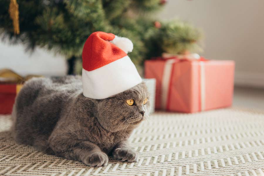 Lustige Katzenfotos zur Weihnachtszeit kommen immer gut an - aber tiergerecht vorgehen (de.depositphotos.com)