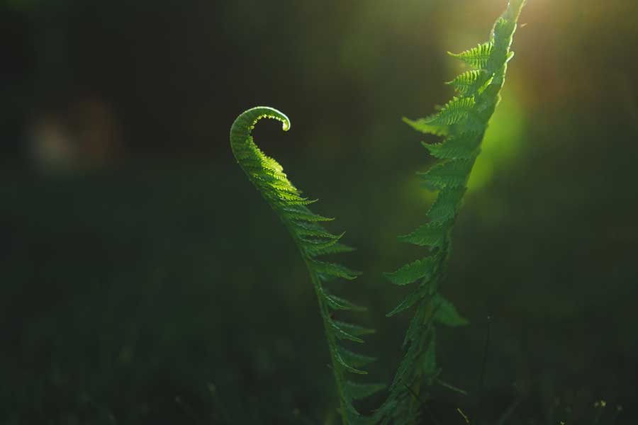 Minimalistische Makroaufnahme von Farn (de.depositphotos.com)