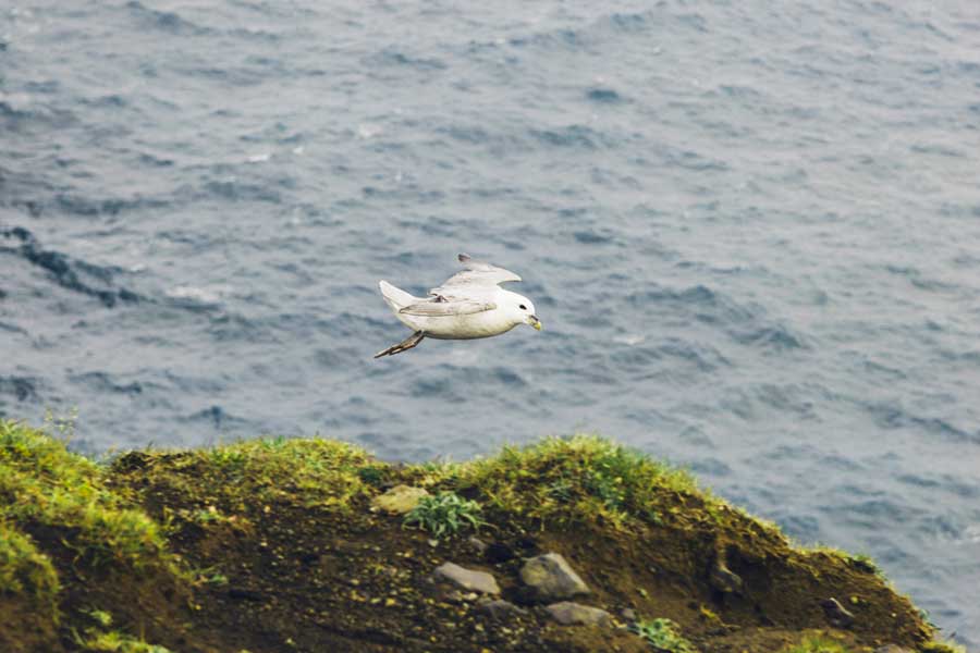 Möwe am Meer (de.depositphotos.com)