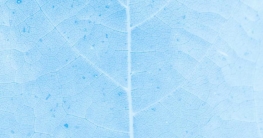 Blattstrukturen (de.depositphotos.com)