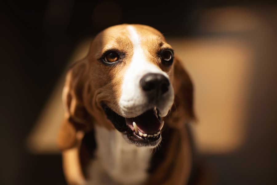Tierporträt eines Hundes - hier ein Beaglehund (de.depositphotos.com) Tierporträt eines Hundes - hier ein Beaglehund (de.depositphotos.com)