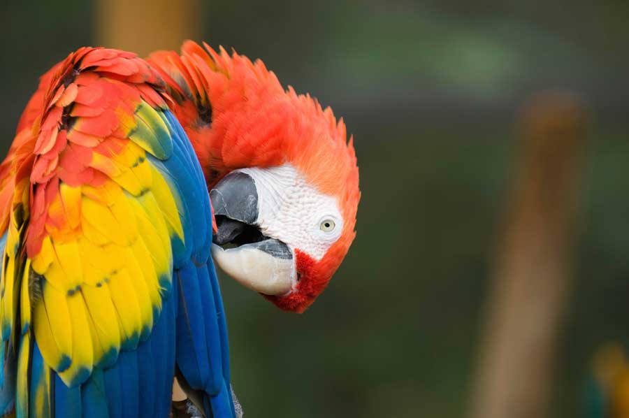 Tierporträt eines Scharlachpapageis (de.depositphotos.com)