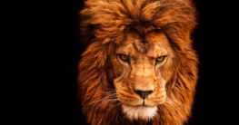 Tierporträt eines Löwens (de.depositphotos.com)