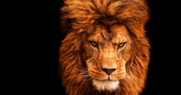 Tierporträt eines Löwens (de.depositphotos.com)