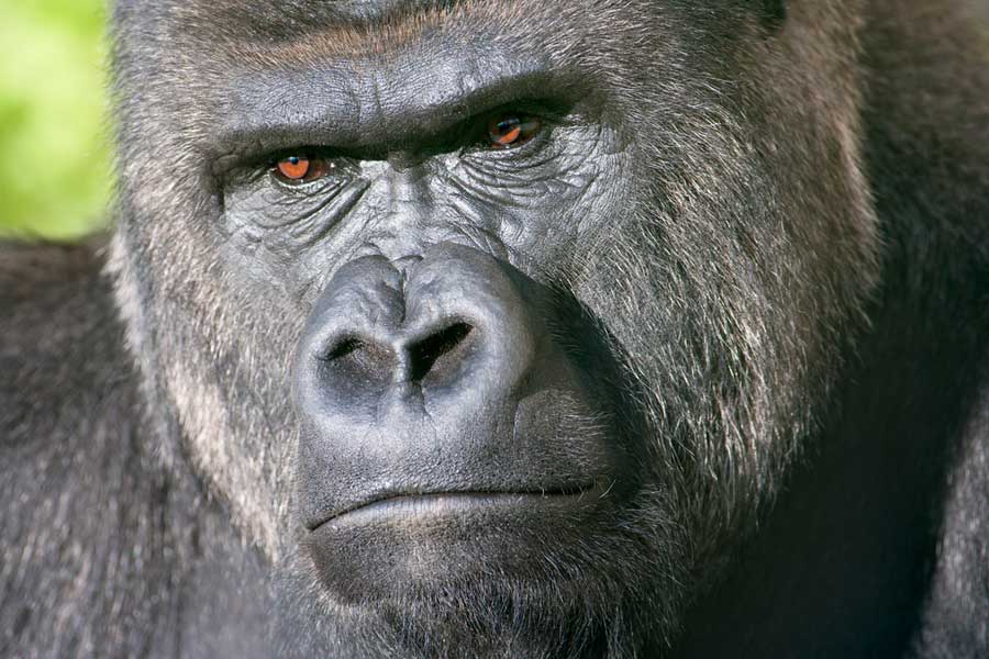 Tierporträt eines Silberrücken Gorillas (de.depositphotos.com)