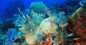 Unterwasserfotografie von Korallenriffe (de.depositphotos.com)