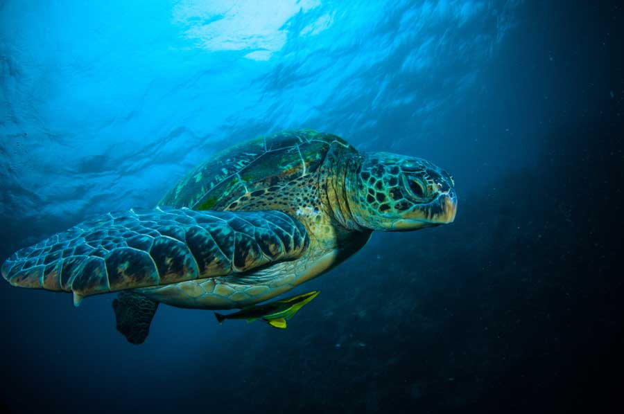 Unterwasserfotografie - Meeresschildkröte unter Wasser fotografiert (de.depositphotos.com)