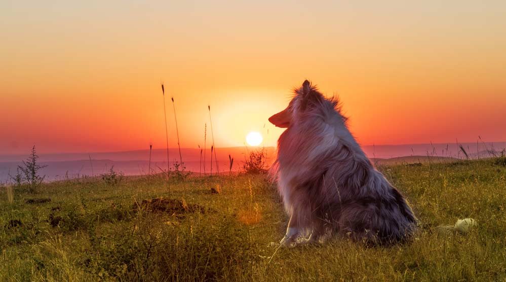 Hund vor Sonnenuntergang zur Goldenen Stunde (de.depositphotos.com)