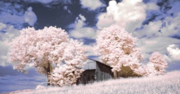 Infrarotfotografie (de.depositphotos.com)