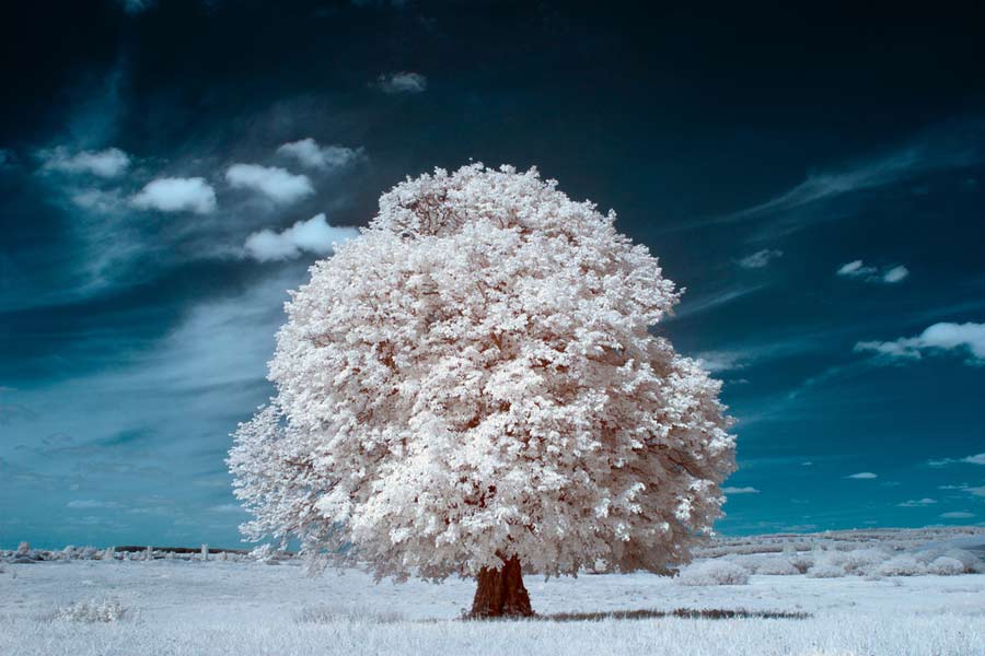 IR Fotografie von einem Baum - Infrarotfotografie (de.depositphotos.com)
