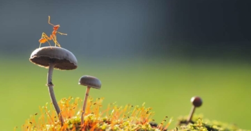 Makrofotografie einer Ameise auf Pilzen (de.depositphotos.com)