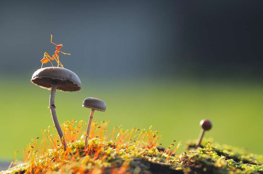 Makrofotografie einer Ameise auf Pilzen (de.depositphotos.com)