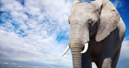 Tierfotografie - hier ein Foto eines Elefanten (de.depositphotos.com)