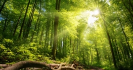 Waldfotografie (de.depositphotos.com)