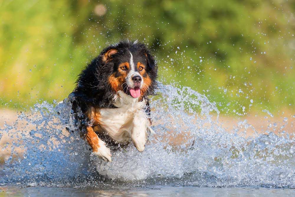 Nasser Hund im Wasser - die Bewegung mit der Kamera einfangen (de.depositphotos.com) Nasser Hund im Wasser - die Bewegung mit der Kamera einfangen (de.depositphotos.com)