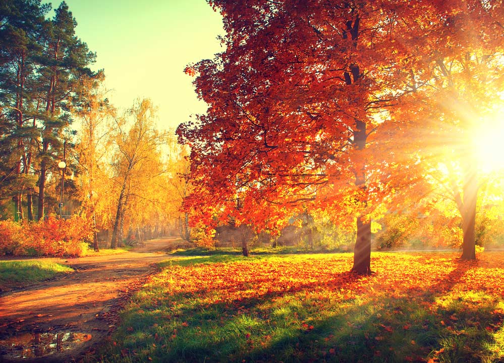 Den goldenen Herbst einfangen (de.depositphotos.com)