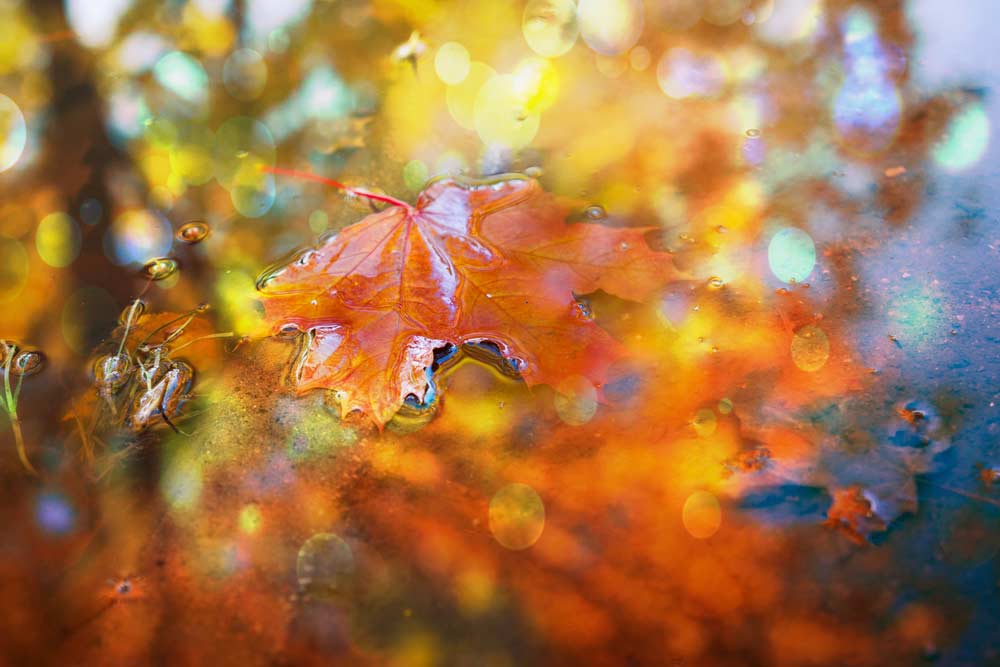 Herbstliches Regenfoto (de.depositphotos.com) 